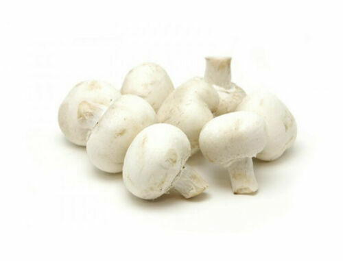 All-In-One Grow Your Own Mushrooms Kit / White Button Mushroom Growing Kit seed