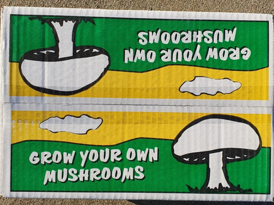 All-In-One White Button Mushroom Growing Kit