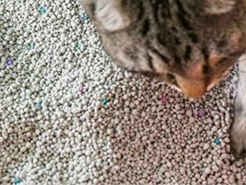 Scoop Away Plus 19kg Scented Cat Litter – Odour Eliminator, Complete Performance