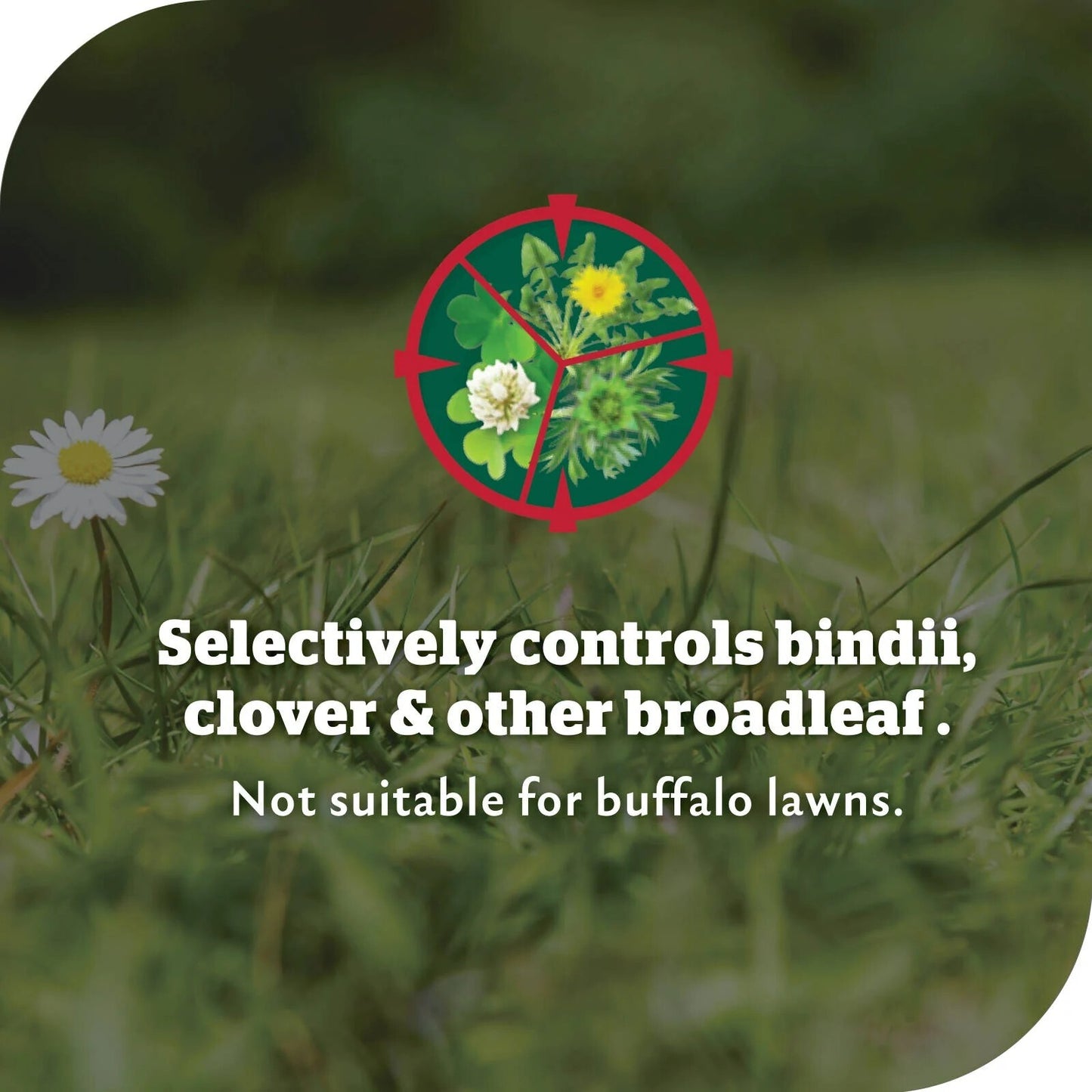 Yates Bindii And Clover Lawn Weedkiller Concentrate 500ml Garden Weeds Grass