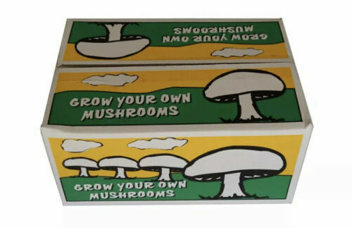 All-In-One Grow Your Own Mushrooms Kit / White Button Mushroom Growing Kit seed