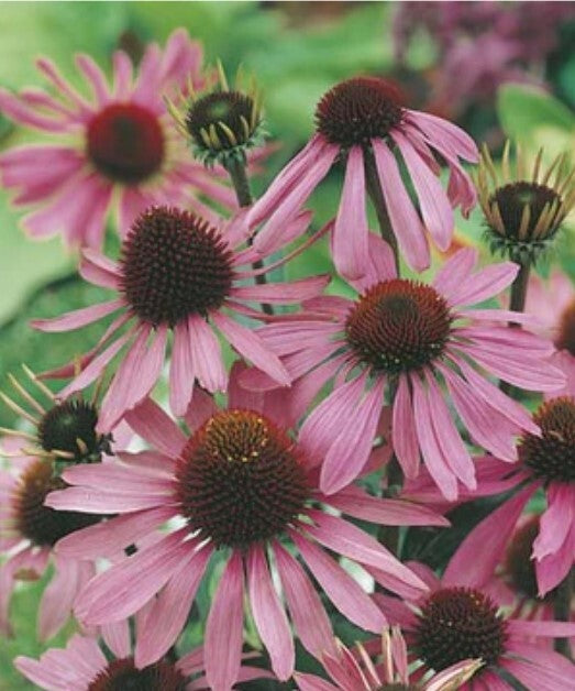 Mr Fothergill's Echinacea Purple Cone Flower Garden Lawn Yard Flowers 50 Seeds