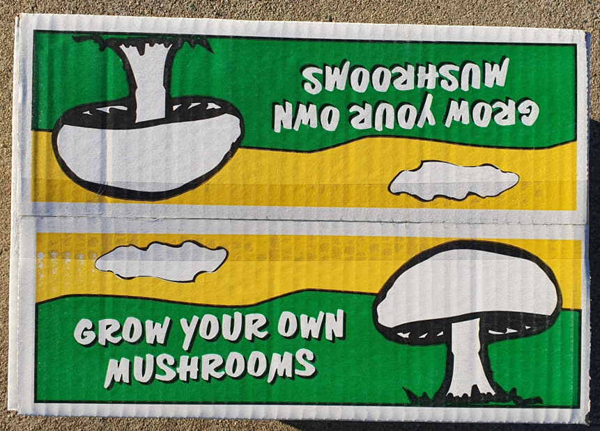 All-In-One Grow Your Own Mushrooms Kit / White Button Mushroom Growing Kit seed