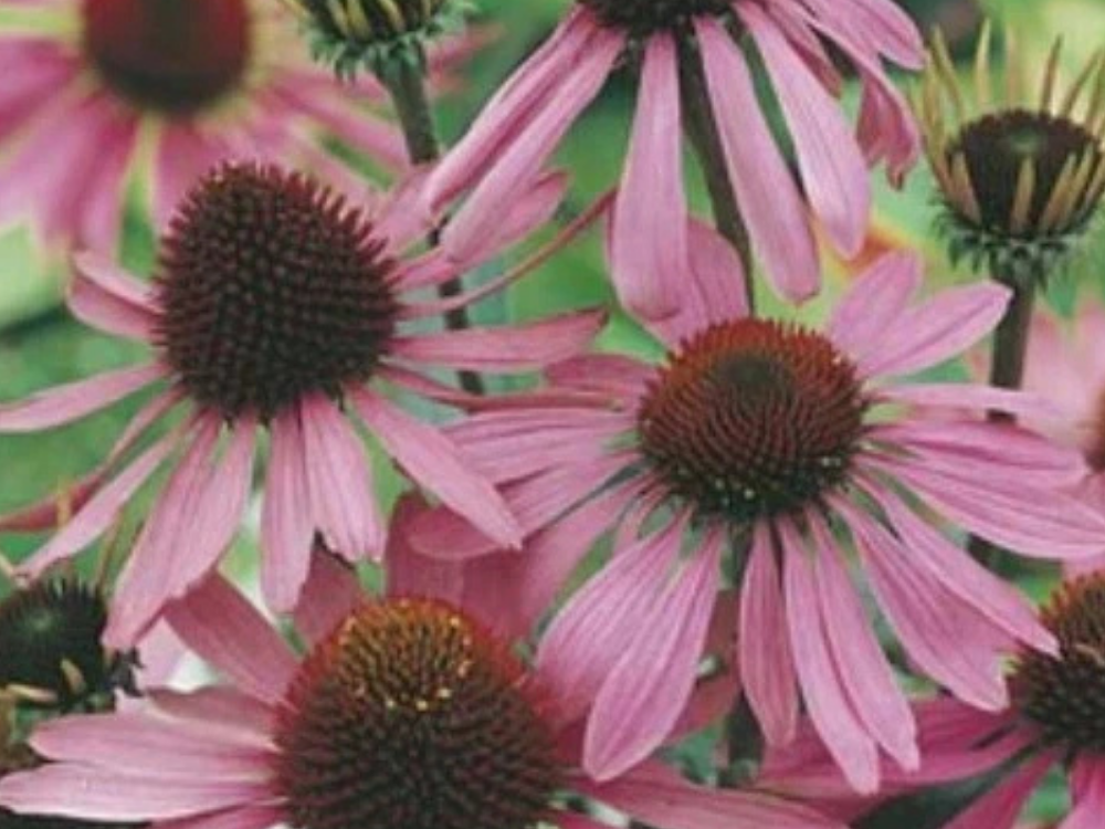 Mr Fothergill’s Echinacea Purple Coneflower Seeds – 50 Pack Garden Flowers