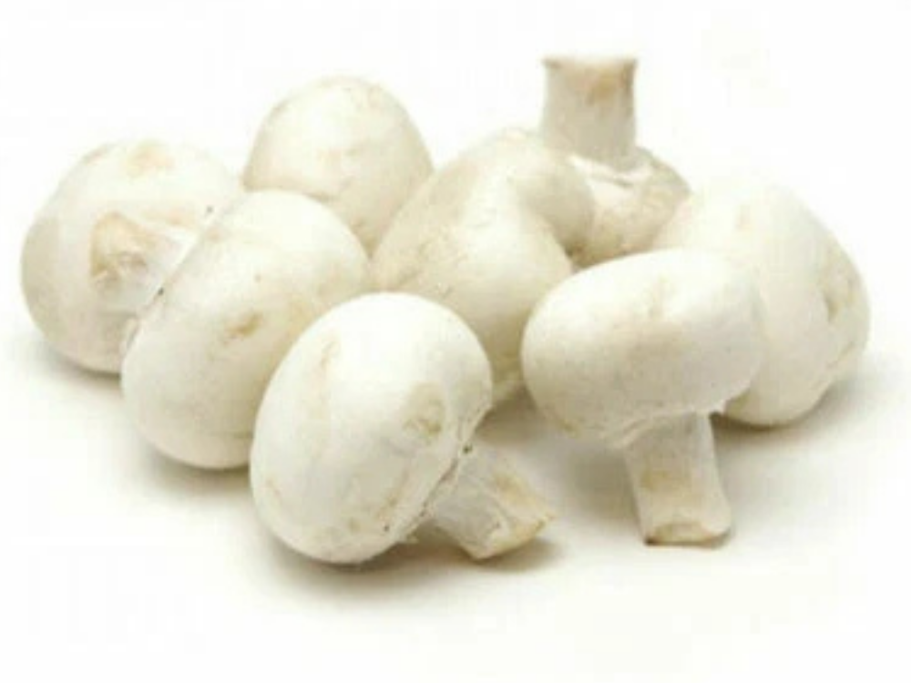 All-In-One White Button Mushroom Growing Kit