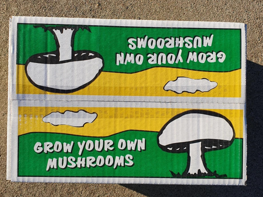 Grow Your Own Mushroom Kit – Easy Indoor Growing